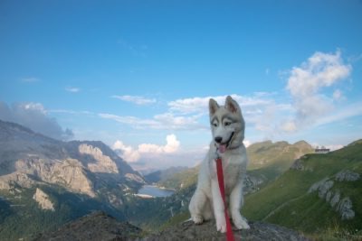 Sentiers avec le chien à Cortina: emplacement acceptant les animaux