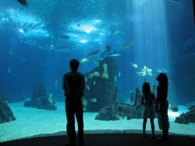 In Lisbon visit the most beautiful aquarium in Europe