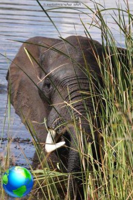 Safari en Zimbabwe, información útil