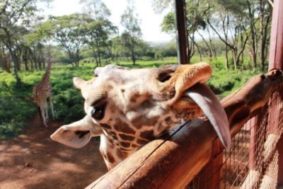 Giraffe Manor, Kenya: having breakfast with giraffes