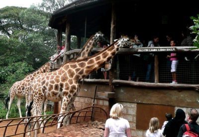 Giraffe Manor, Quênia: tomando café da manhã com girafas