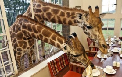 Giraffe Manor, Quênia: tomando café da manhã com girafas