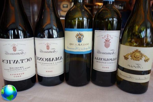 Wineries and tastings in Verona