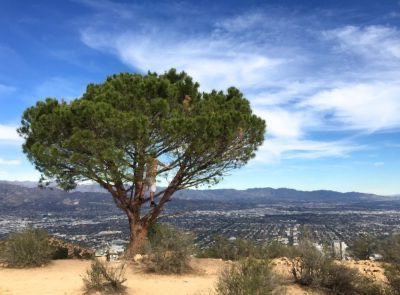 Hollywood Hills, Los Ángeles: 5 senderos