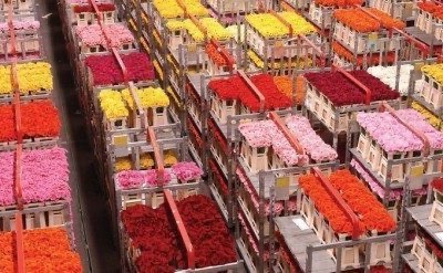 Participate in a flower auction in Holland with € 5 in Floraholland
