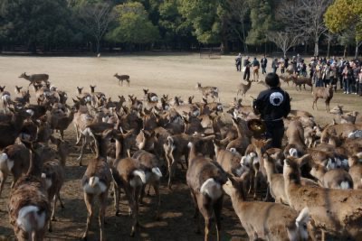 Nara: 4 must-see attractions