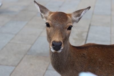 Nara: 4 atracciones imperdibles