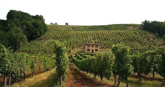 Las colinas de Piacenza entre el gusto y el paisaje