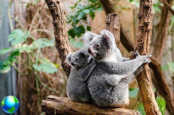 Blue Mountains and Taronga Zoo, day trips from Sydney