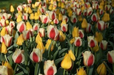 April 25th and May 1st in Tulipanomania at the Sigurtà Garden Park