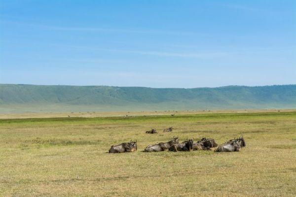 Travel between Kenya and Tanzania: 8 parks in 9 days