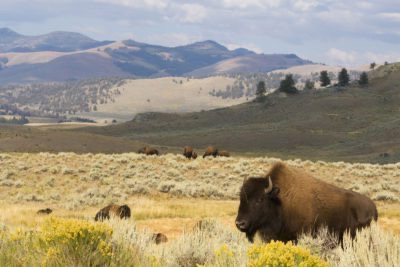 Yellowstone: what to see in three days