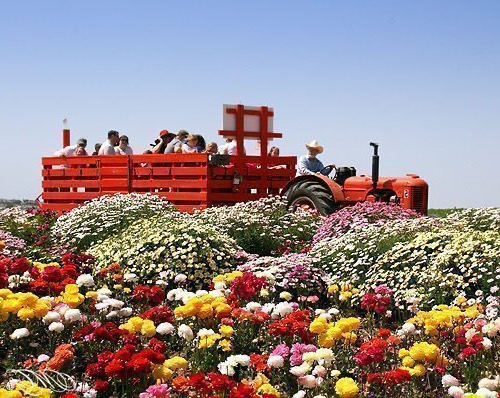The Flower Fields in Carlsbad, California