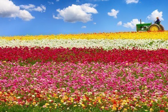 Os campos de flores em Carlsbad, Califórnia