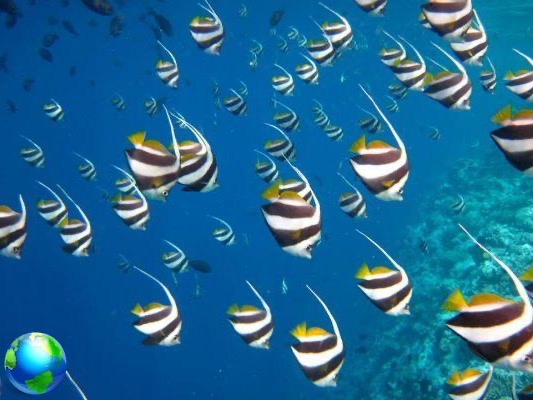 Maldivas Vacaciones alternativas y económicas