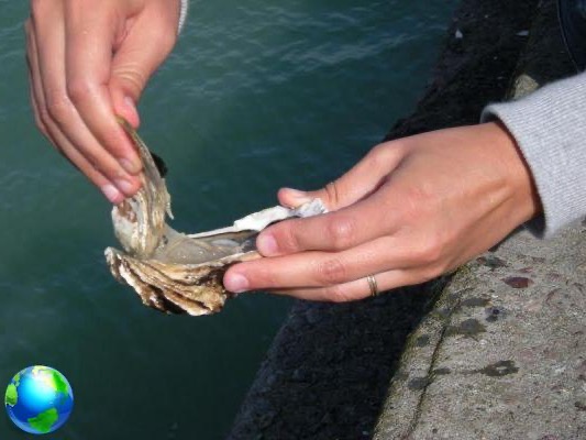 Cancale, la capital de las ostras