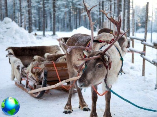 Lapland: 3 excursions not to be missed