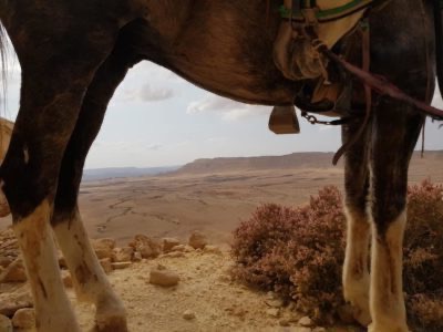 Montar a caballo en el desierto de Negev