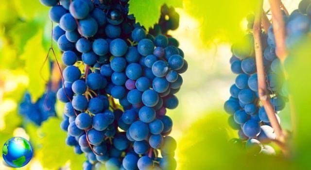 Cinq vignobles à ne pas manquer entre Langhe et Roero