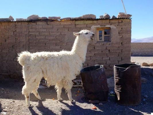 Bolivie : circuit de 3 ou 4 jours au Salar de Uyuni