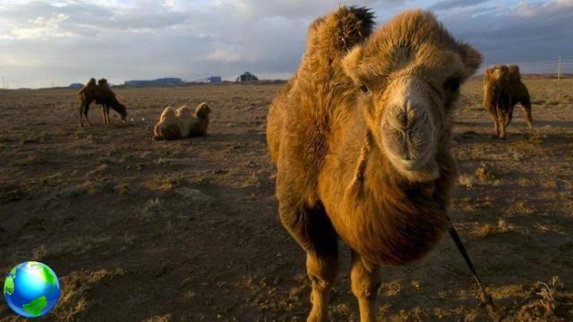 Mongolia, tour por el desierto de Gobi solo para aventureros