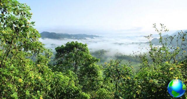 Foresta dell'Alta Verapaz in Guatemala
