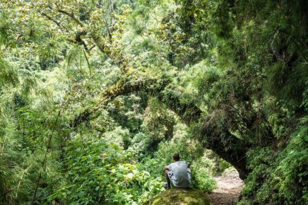 Foresta dell'Alta Verapaz in Guatemala