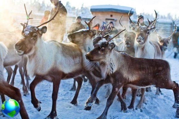 Laponia sueca: lo que comen los sámi