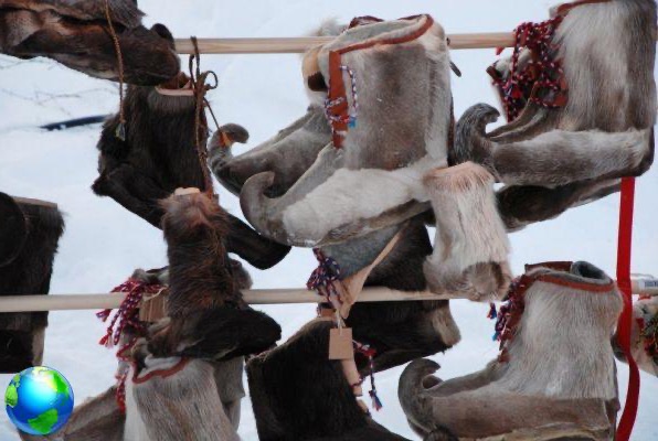 Lapônia sueca: o que comem os sami