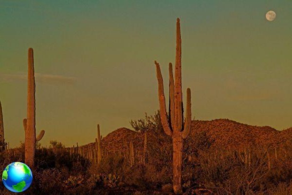 Arizona, entre el Desierto Pintado y los caminos indios