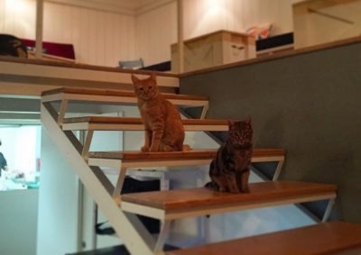 Romeow Cat Bistrot: gatos y cocina vegana en Roma