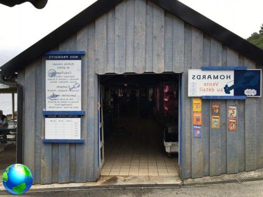 Dégustation d'huîtres en Bretagne: Viviers de Terenez