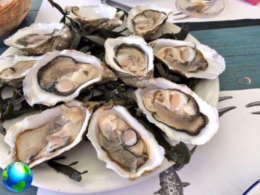 Dégustation d'huîtres en Bretagne: Viviers de Terenez