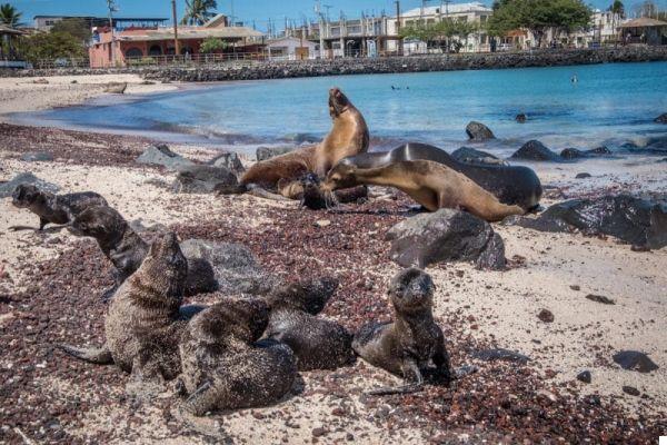 Como organizar uma viagem às Ilhas Galápagos: tudo que você precisa saber (quanto custa, quando ir, cruzeiro ou não? ..)