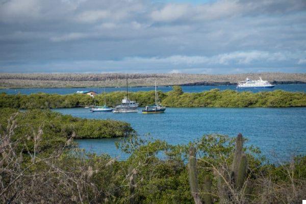 Cómo organizar un viaje a las Islas Galápagos: todo lo que necesitas saber (¿cuánto cuesta, cuándo ir, crucero o no? ..)